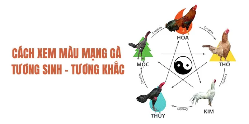 Xem mạng chiến kê dựa theo quy luật tương sinh- tương khắc