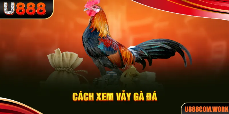 Cách Xem Vảy Gà - Phương Pháp Tuyển Chọn Chiến Kê Giống Tốt