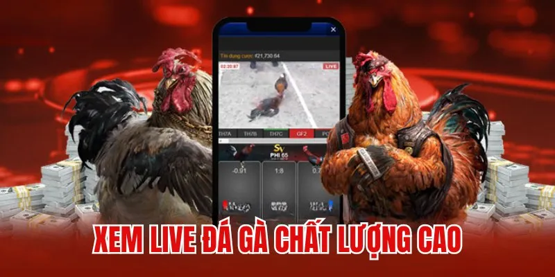 Sảnh cược cung cấp dịch vụ xem live chất lượng cao